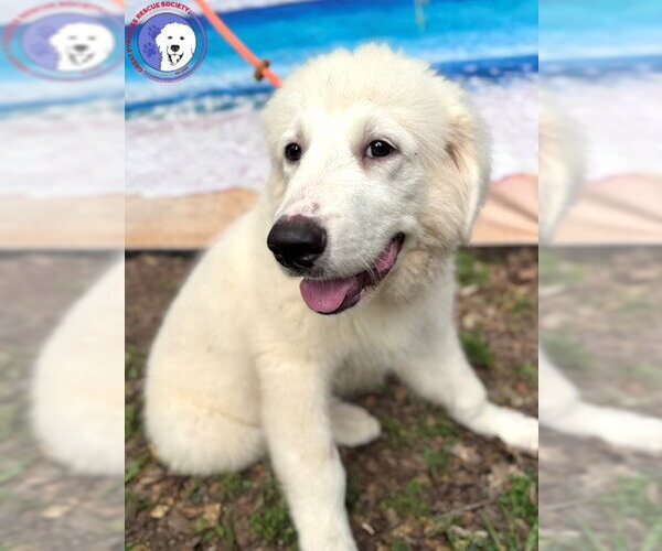 Medium Photo #2 Great Pyrenees Puppy For Sale in Spring, TX, USA
