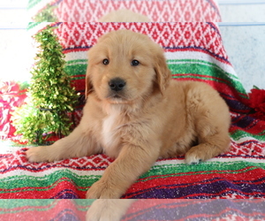 Golden Retriever Puppy for sale in SHILOH, OH, USA
