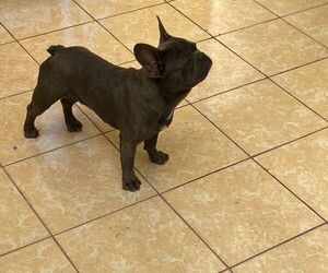 French Bulldog Puppy for sale in Ecatepec, Mexico, Mexico