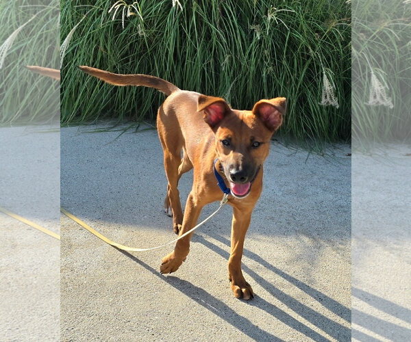 Medium Photo #2 Labrador Retriever-Unknown Mix Puppy For Sale in Virginia Beach, VA, USA
