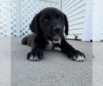 Small #3 Labrador Retriever Mix