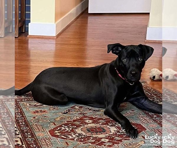 Medium Photo #5 Labrador Retriever-Unknown Mix Puppy For Sale in Washington, DC, USA