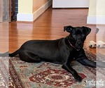 Small Photo #5 Labrador Retriever-Unknown Mix Puppy For Sale in Washington, DC, USA