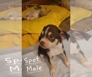 Chug Puppy for sale in EDMOND, OK, USA