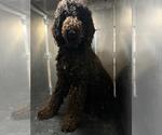 Small Poodle (Standard) Mix