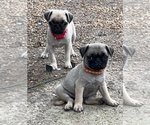 Puppy Orange Girl Pug
