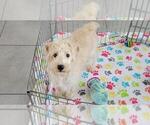 Small #4 Schnoodle (Miniature)