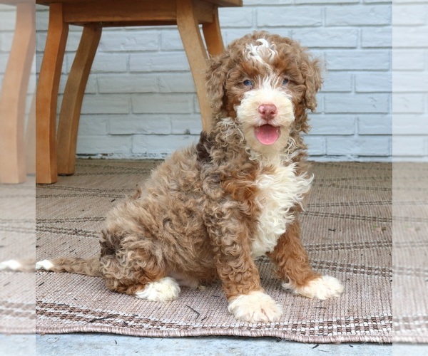 Medium Photo #2 Bernedoodle (Miniature) Puppy For Sale in NARVON, PA, USA