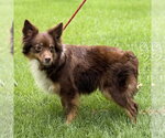 Small #2 Papillon