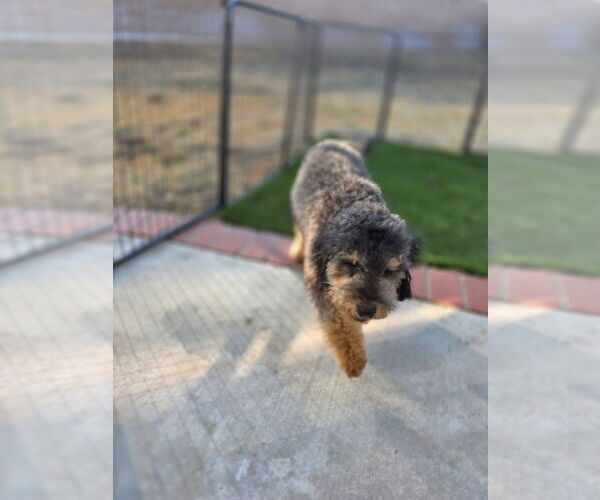 Medium Photo #2 Goldendoodle mix (+ Poodle Miniature) Puppy For Sale in FONTANA, CA, USA