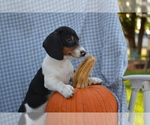 Small #5 Dachshund