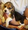 Small Photo #1 Beagle Puppy For Sale in LAGRANGE, IN, USA