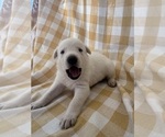 Small #1 German Shepherd Dog