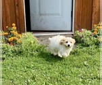 Small #2 Cavachon