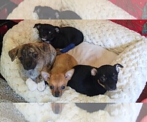 Chiranian Puppy for sale in CAMDEN, SC, USA