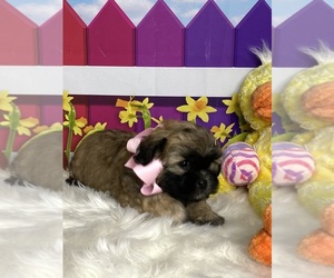 Zuchon Puppy for Sale in CHICO, California USA