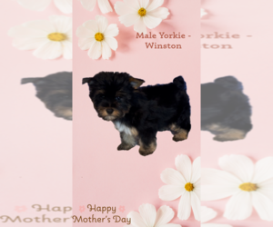 Yorkshire Terrier Puppy for Sale in AZLE, Texas USA