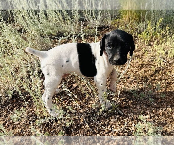 Medium Photo #1 German Shorthaired Pointer Puppy For Sale in WOODLAND PARK, CO, USA