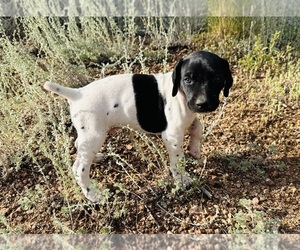 German Shorthaired Pointer Puppy for sale in WOODLAND PARK, CO, USA