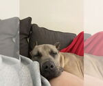 Small #2 Mastiff Mix