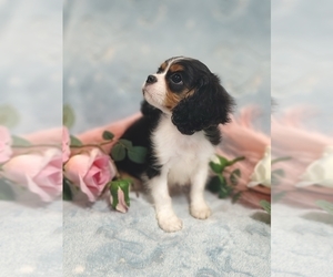 Cavalier King Charles Spaniel Puppy for sale in ELIZABETHTON, TN, USA