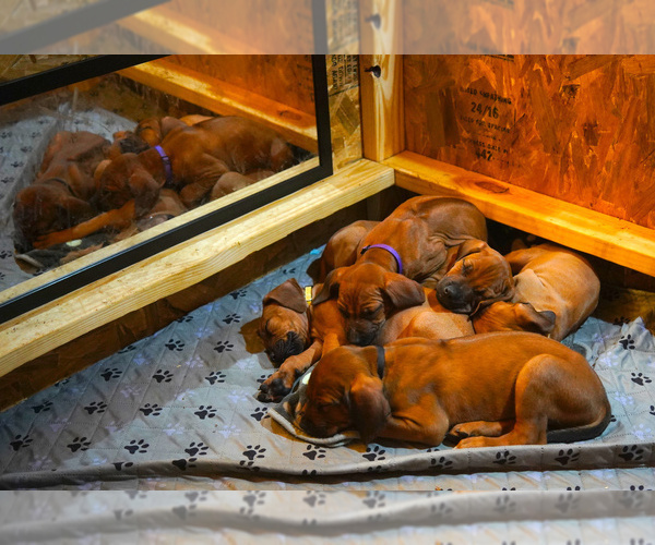 Medium Photo #10 Rhodesian Ridgeback Puppy For Sale in ONEIDA, TN, USA