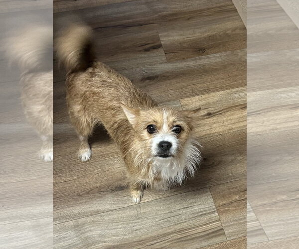 Medium Photo #3 Mutt Puppy For Sale in Thomasville, NC, USA