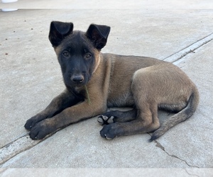 Belgian Malinois Puppy for sale in SALINAS, CA, USA