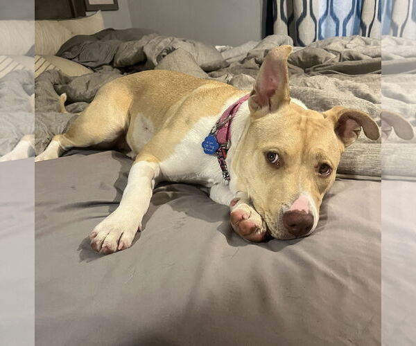 Medium Photo #34 American Pit Bull Terrier-Unknown Mix Puppy For Sale in Fargo, ND, USA