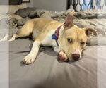 Small #33 American Pit Bull Terrier Mix