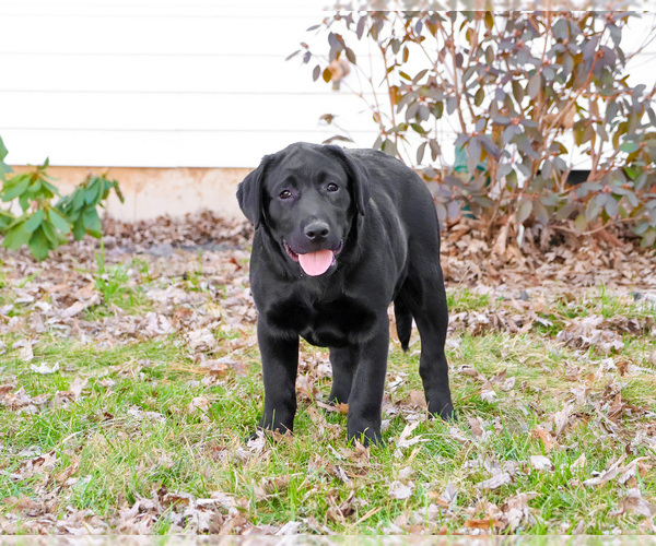 Medium Photo #8 Labrador Retriever Puppy For Sale in SYRACUSE, IN, USA