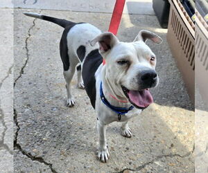 American Bulldog-Labrador Retriever Mix Dogs for adoption in Virginia Beach, VA, USA
