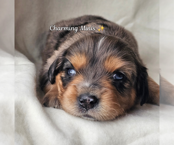 Medium Photo #1 Miniature Australian Shepherd Puppy For Sale in GILBERT, AZ, USA