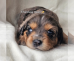 Puppy Melborne Miniature Australian Shepherd