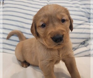 Golden Retriever Puppy for sale in COLLEGE STATION, TX, USA