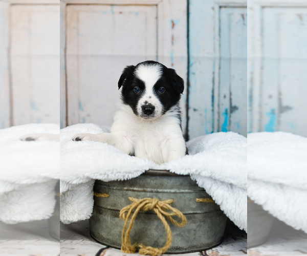 Medium Photo #13 Border Collie Puppy For Sale in STRAFFORD, MO, USA