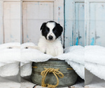 Small Photo #13 Border Collie Puppy For Sale in STRAFFORD, MO, USA