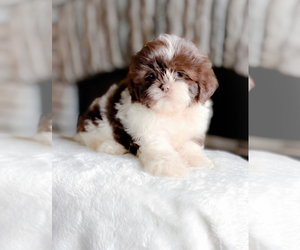 Shih Tzu Puppy for sale in POUNDING MILL, VA, USA