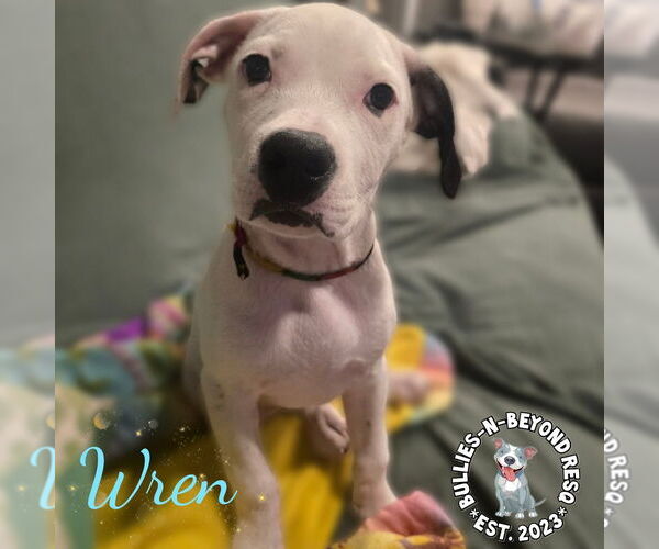 Medium Photo #2 American Staffordshire Terrier-Unknown Mix Puppy For Sale in Omaha, NE, USA