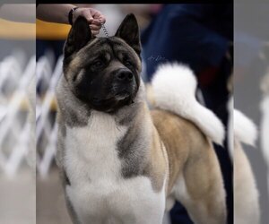 Father of the Akita puppies born on 02/23/2024