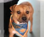 BEAN - Male American Staffordshire Terrier-Unknown Mix Dog for Adoption - Small photo