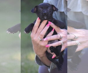 Chihuahua Dogs for adoption in Mechanicsburg, PA, USA