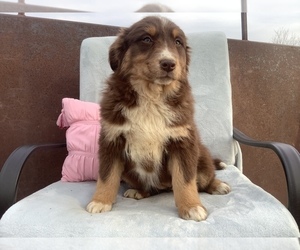 Australian Shepherd Puppy for sale in HILLSBORO, WI, USA