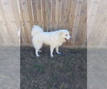 Small #2 Great Pyrenees