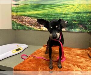Chihuahua-Unknown Mix Dogs for adoption in Moreno Valley, CA, USA