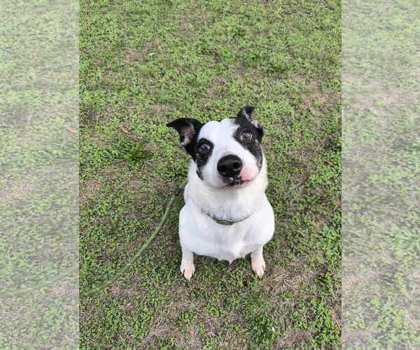 Medium Photo #4 American Pit Bull Terrier-Unknown Mix Puppy For Sale in Tacoma, WA, USA