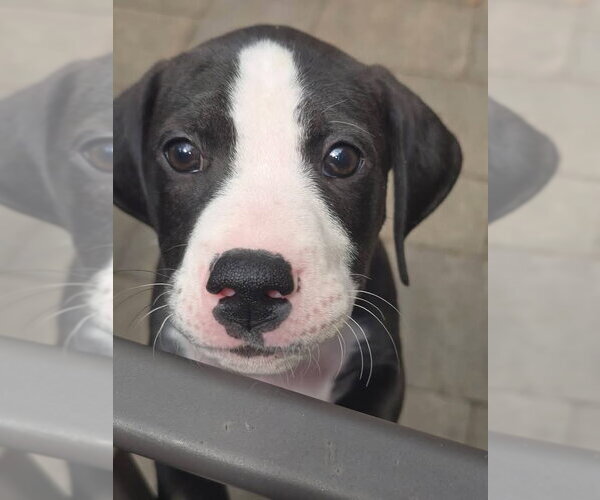 Medium Photo #10 American Staffordshire Terrier-Great Dane Mix Puppy For Sale in Germantown, OH, USA