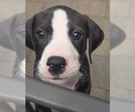 Small #9 American Staffordshire Terrier-Great Dane Mix