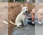Small #3 German Shepherd Dog Mix