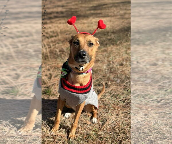 Medium Photo #3 Mutt Puppy For Sale in Holly Springs, NC, USA